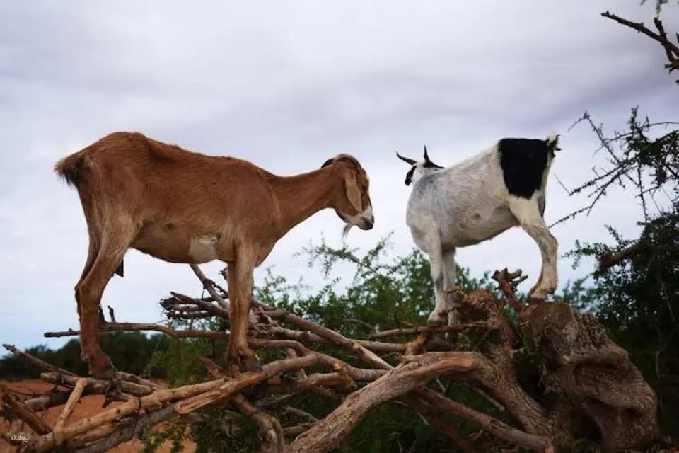 Morning Tour to Crocoparc & Tree-Climbing Goats From Agadir or Taghazout