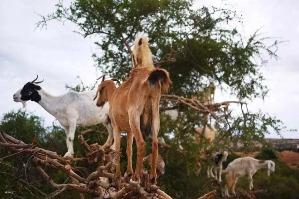 Morning Tour to Crocoparc & Tree-Climbing Goats From Agadir or Taghazout