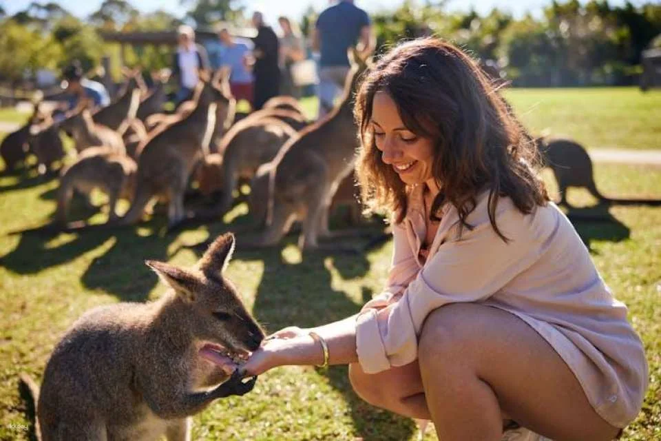 Wildlife, waterfalls and wine full-day private tour from Sydney