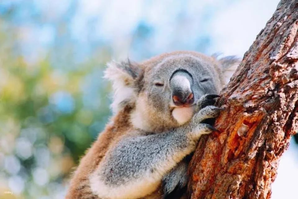Wildlife, waterfalls and wine full-day private tour from Sydney