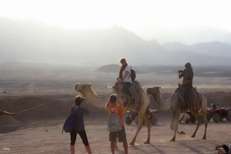 Bedouin home cooked meal and camel ride in the Nabq National Park
