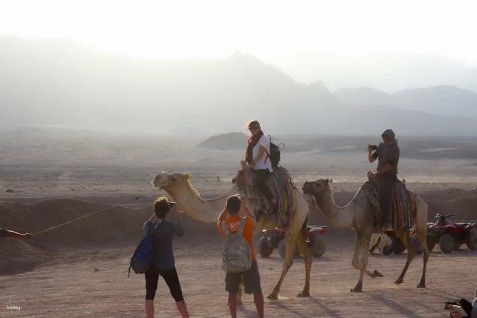 Bedouin home cooked meal and camel ride in the Nabq National Park