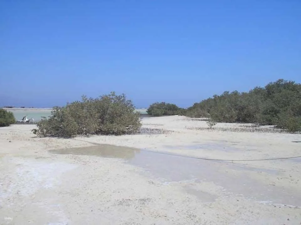 Bedouin home cooked meal and camel ride in the Nabq National Park