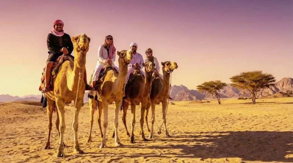 Bedouin home cooked meal and camel ride in the Nabq National Park