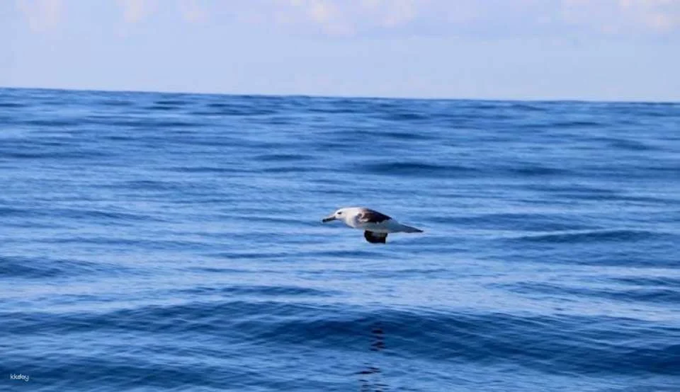 Hunter coastal adventure boat tour