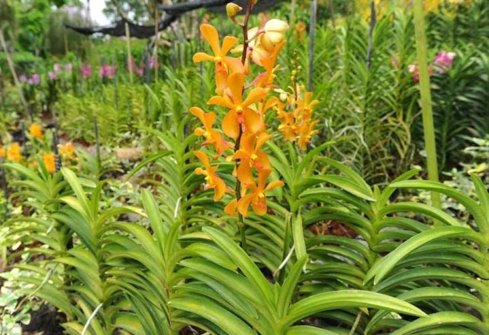 National Orchid Garden Singapore tickets