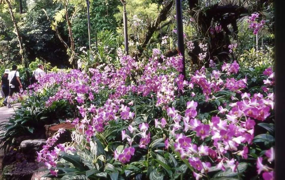 National Orchid Garden Singapore tickets