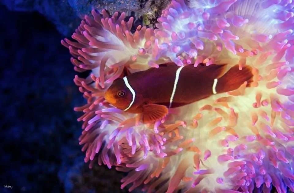 Cairns Aquarium Twilight guided tour with three course dinner