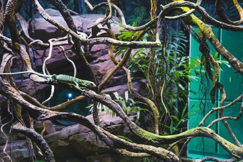 Cairns Aquarium Twilight guided tour with three course dinner
