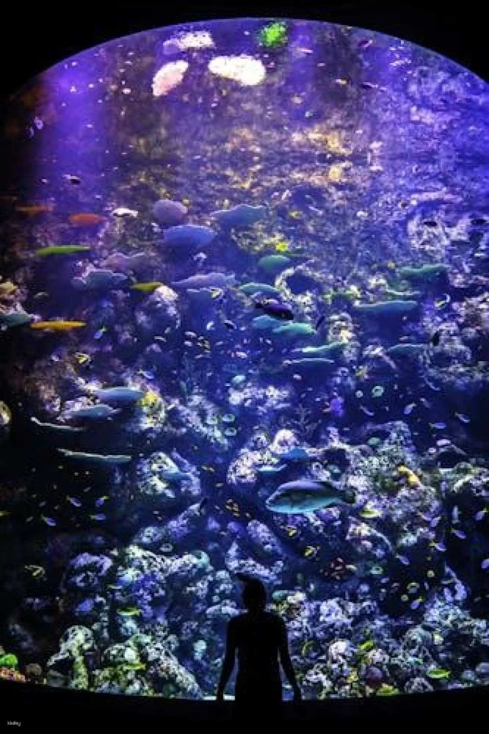 Cairns Aquarium Twilight guided tour with three course dinner