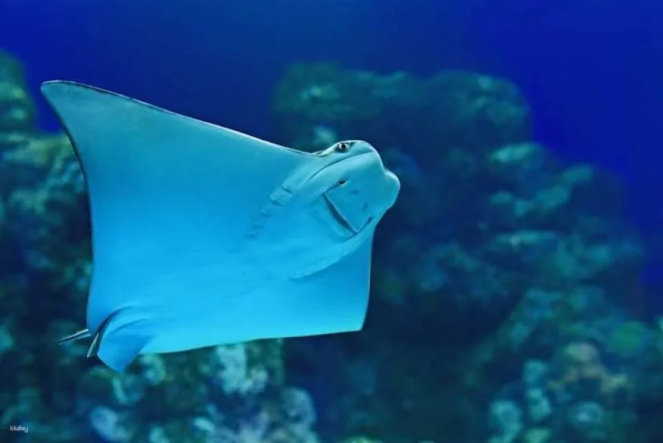 Cairns Aquarium Twilight guided tour with three course dinner