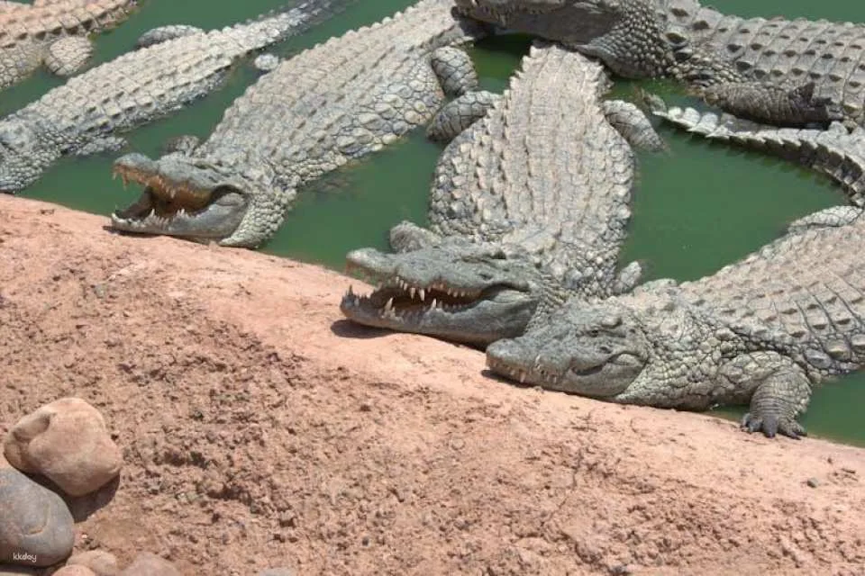 Visit to Crocoparc from Agadir or Taghazout with Entrance Tickets