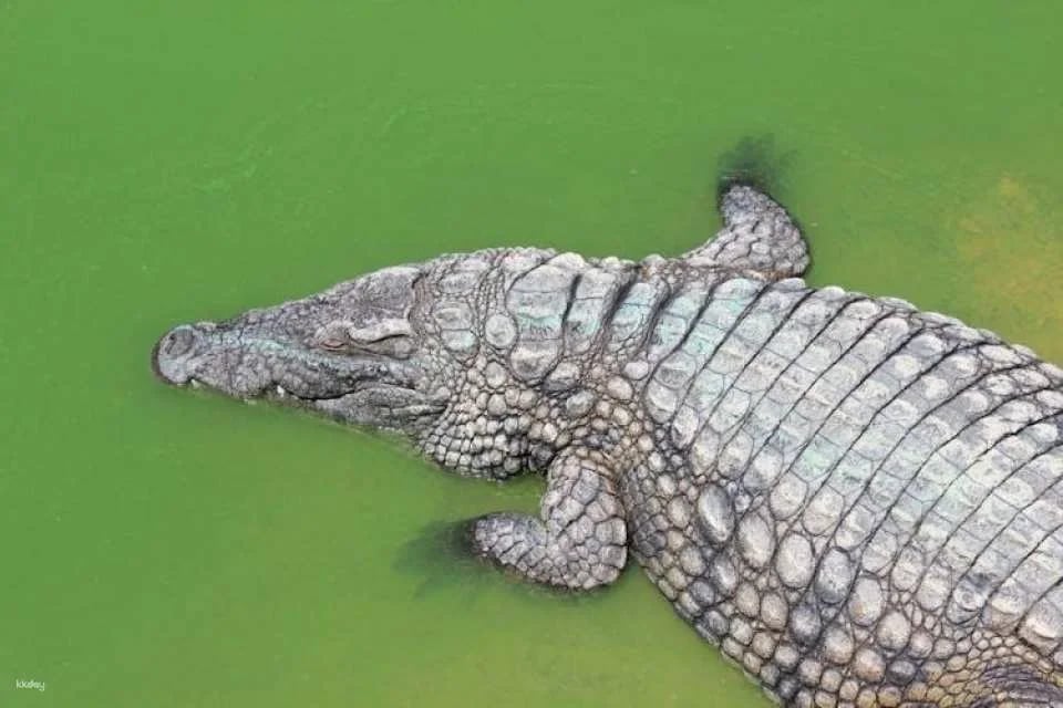 Crocoparc Visit from Agadir or Taghazout with Entrance Fees