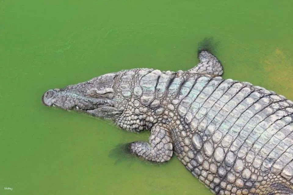 Crocoparc Visit from Agadir or Taghazout with Entrance Fees