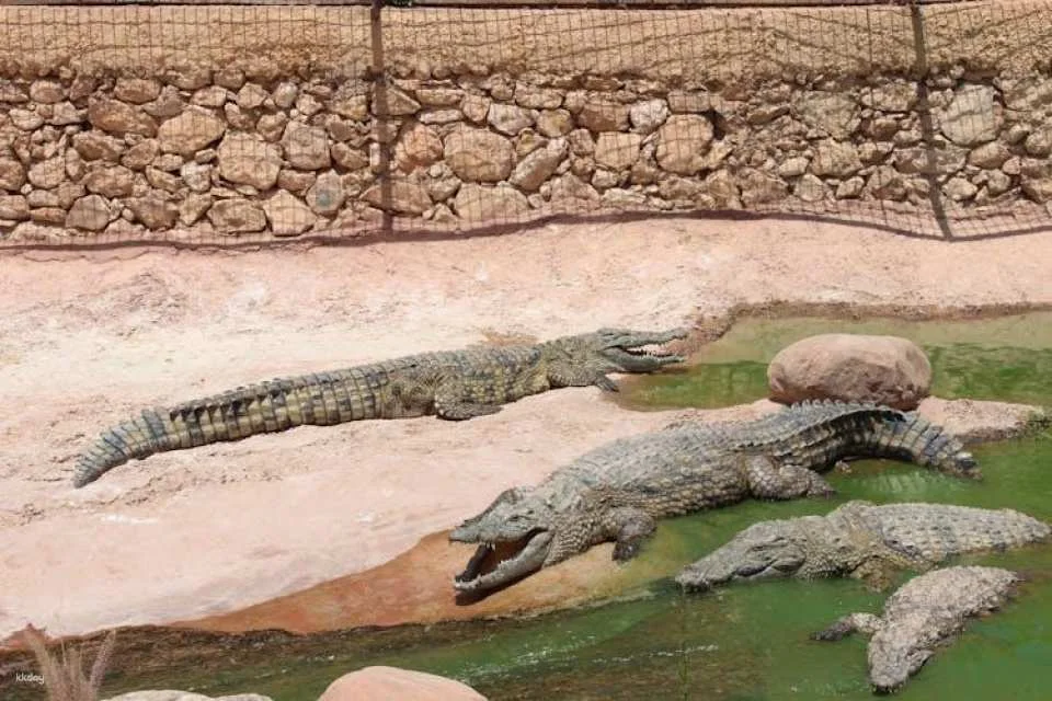 Crocoparc Visit from Agadir or Taghazout with Entrance Fees