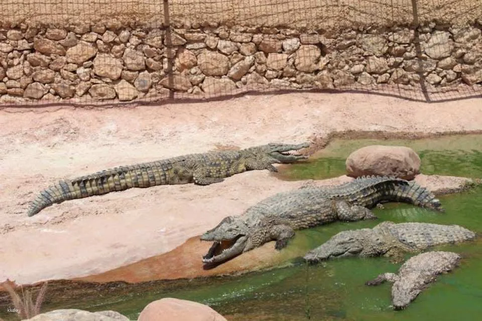 Crocoparc Visit from Agadir or Taghazout with Entrance Fees