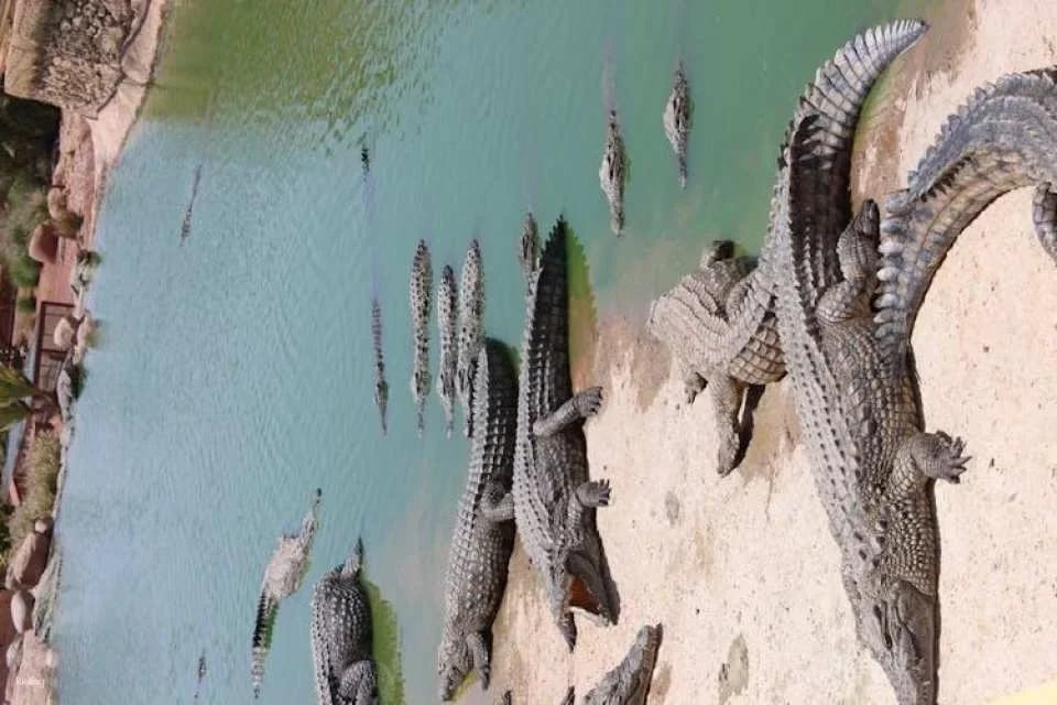 Crocoparc Visit from Agadir or Taghazout with Entrance Fees