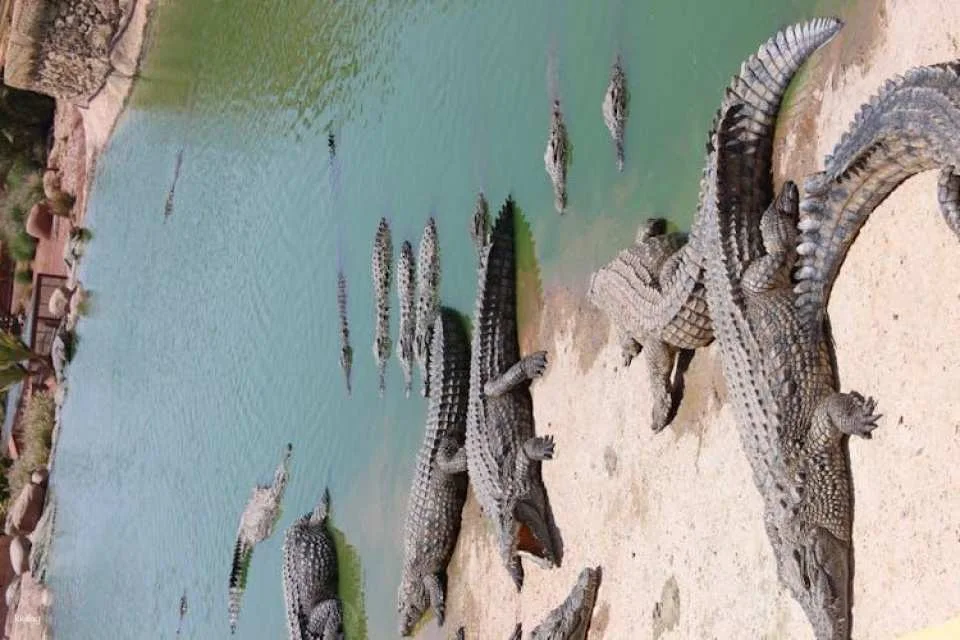 Crocoparc Visit from Agadir or Taghazout with Entrance Fees
