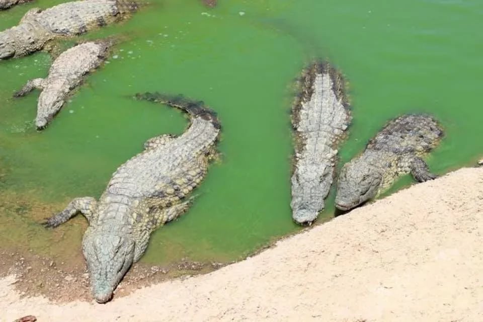 Crocoparc Visit from Agadir or Taghazout with Entrance Fees