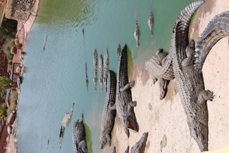 Crocoparc Visit from Agadir or Taghazout with Entrance Fees
