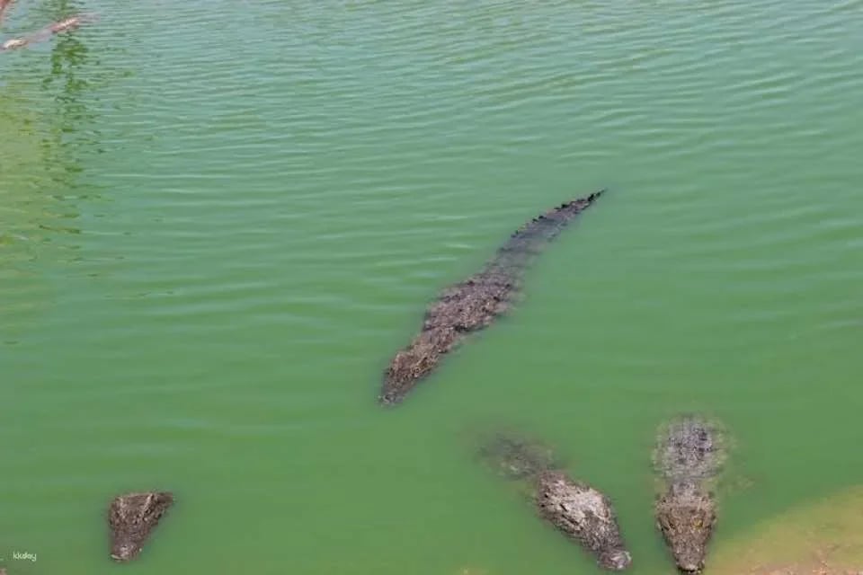 Crocoparc Visit from Agadir or Taghazout with Entrance Fees