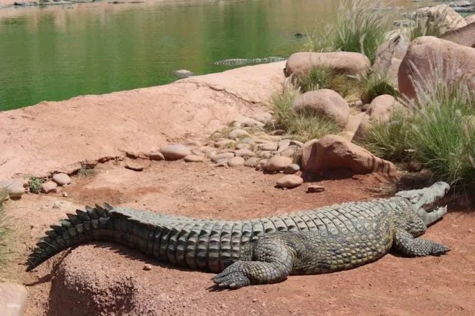 Crocoparc Visit from Agadir or Taghazout with Entrance Fees