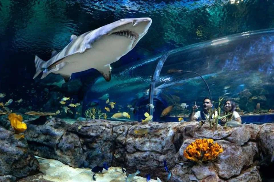 Mauritius Oceanarium Entrance Ticket With Transfer