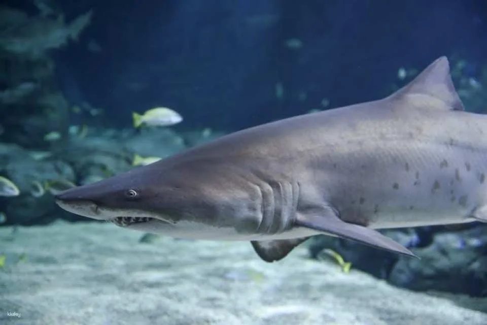 Mauritius Oceanarium Entrance Ticket With Transfer