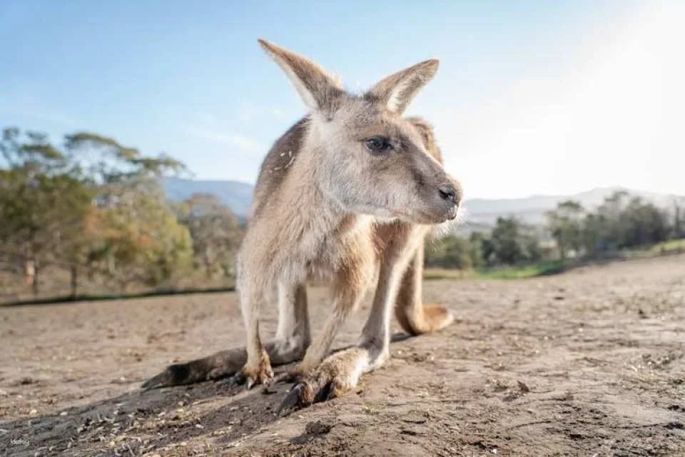 Bonorong Wildlife Sanctuary general admission