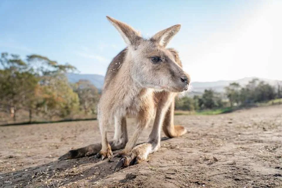 Bonorong Wildlife Sanctuary general admission