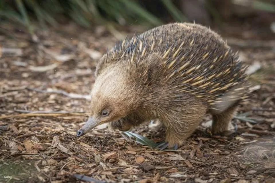 Bonorong Wildlife Sanctuary general admission