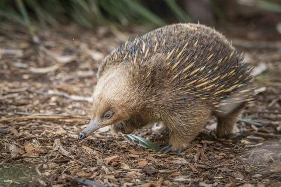 Bonorong Wildlife Sanctuary general admission