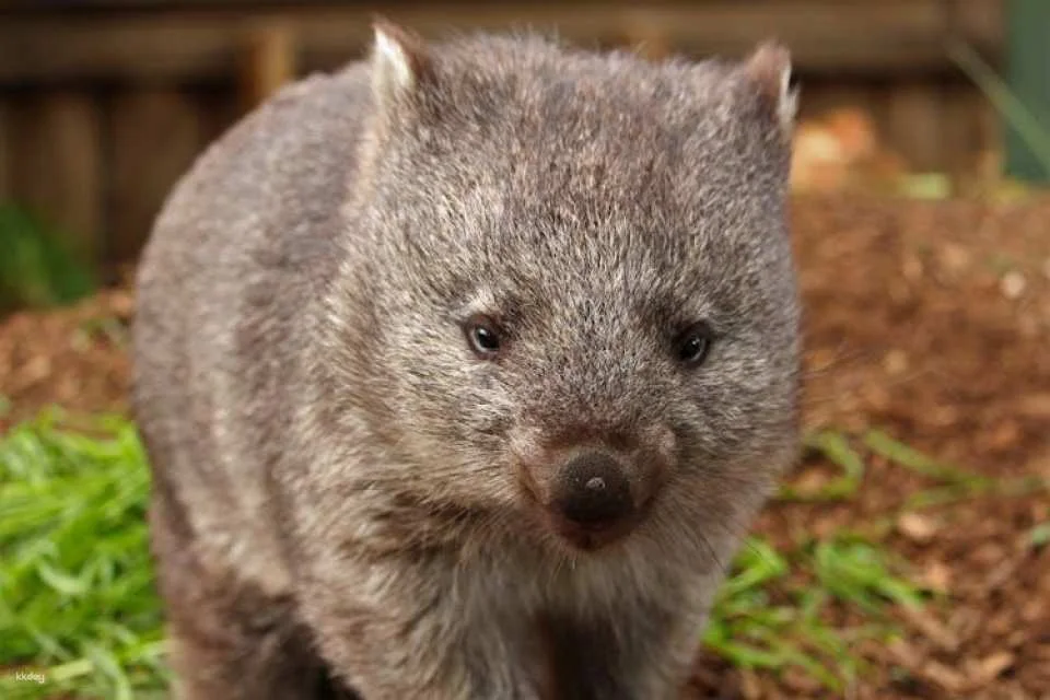 Bonorong Wildlife Sanctuary general admission