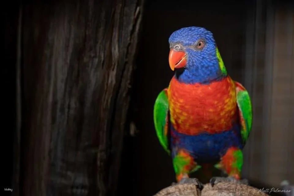 Bonorong Wildlife Sanctuary general admission