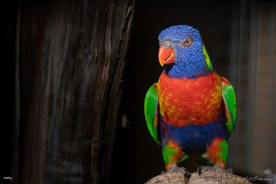 Bonorong Wildlife Sanctuary general admission