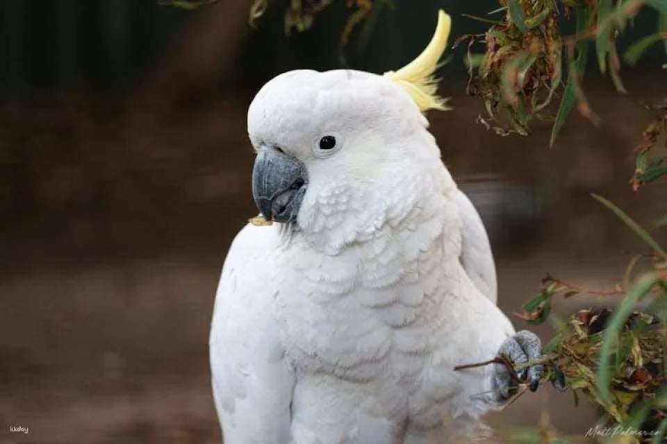Bonorong Wildlife Sanctuary general admission