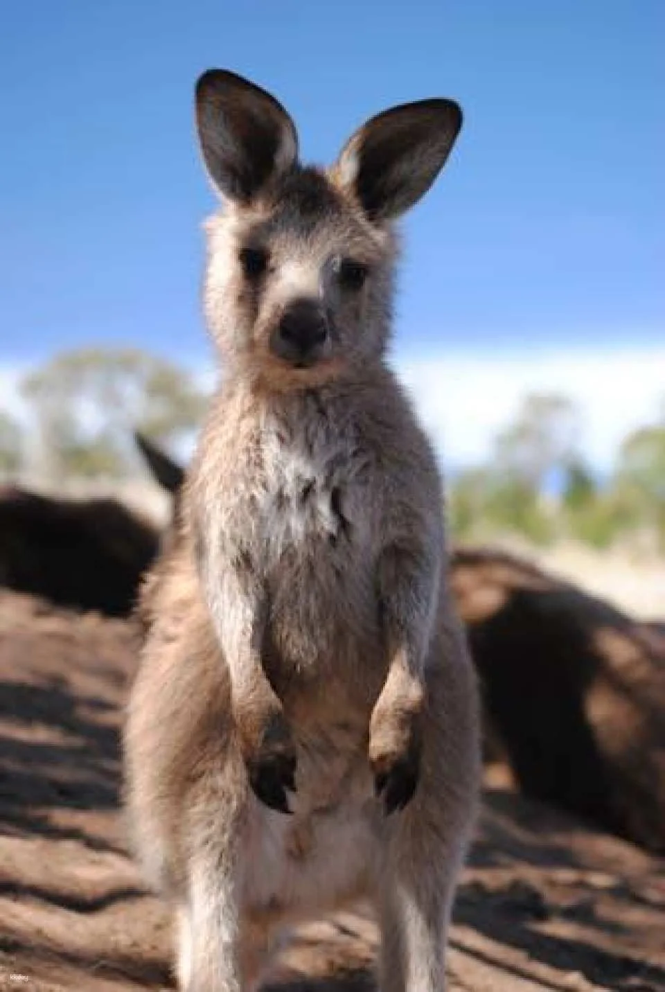 Bonorong Wildlife Sanctuary general admission