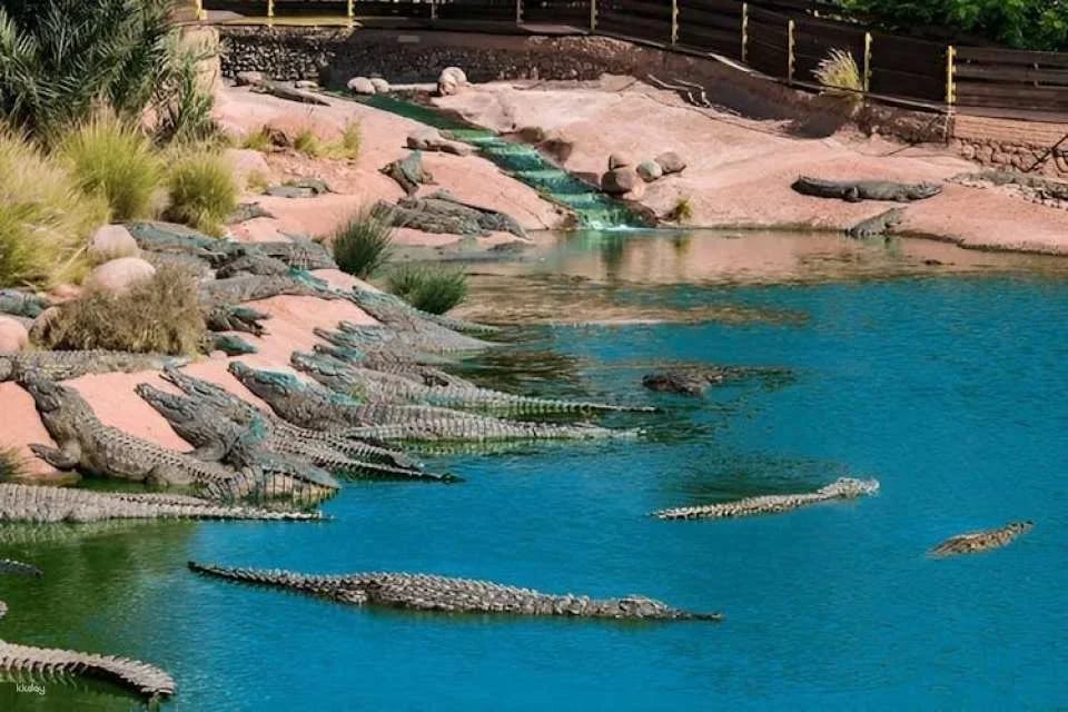 Guided tour of Agadir, cable car and Crocoparc from Marrakech