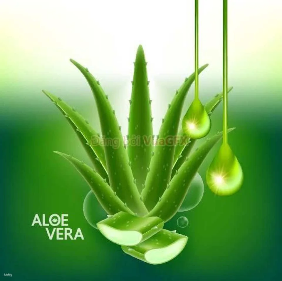 Phu Quoc massage experience/ Full body massage with Aloe Vera (634634)