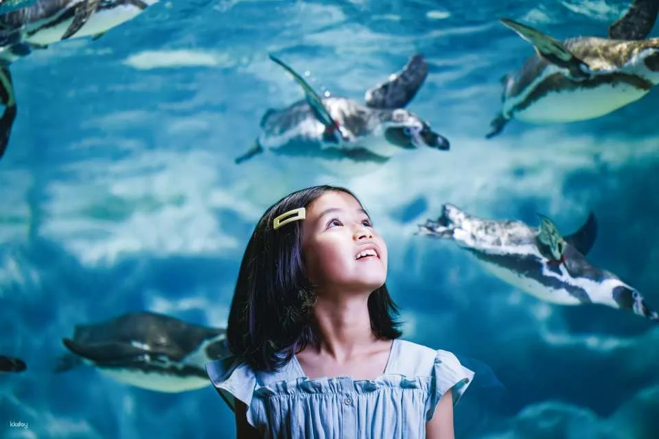 Have Fun in Okinawa Premium Pass (Includes 1 of 3 Okinawa Main Island Day Tours + Admission to selected attractions like Okinawa Churaumi Aquarium, DMM Kariyushi Aquarium, etc.)
