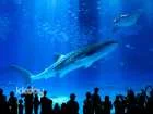 Have Fun in Okinawa Premium Pass (Includes 1 of 3 Okinawa Main Island Day Tours + Admission to selected attractions like Okinawa Churaumi Aquarium, DMM Kariyushi Aquarium, etc.)