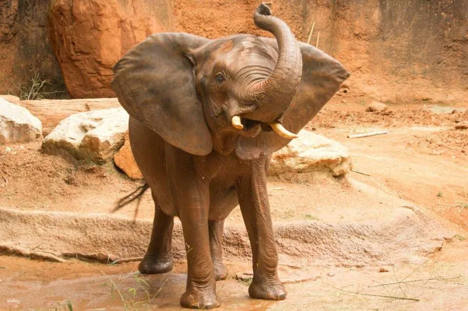 Zoo Atlanta Entry Ticket