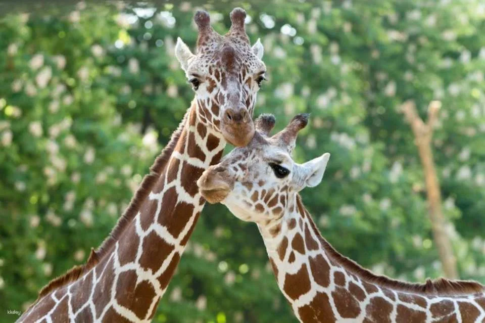 Schonbrunn Zoo