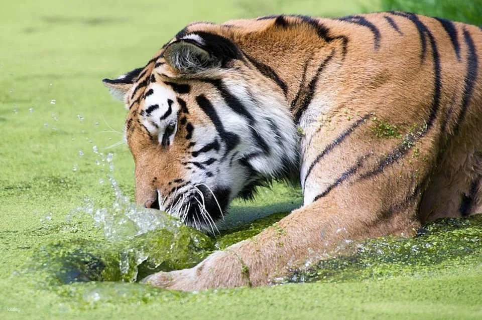 Schonbrunn Zoo