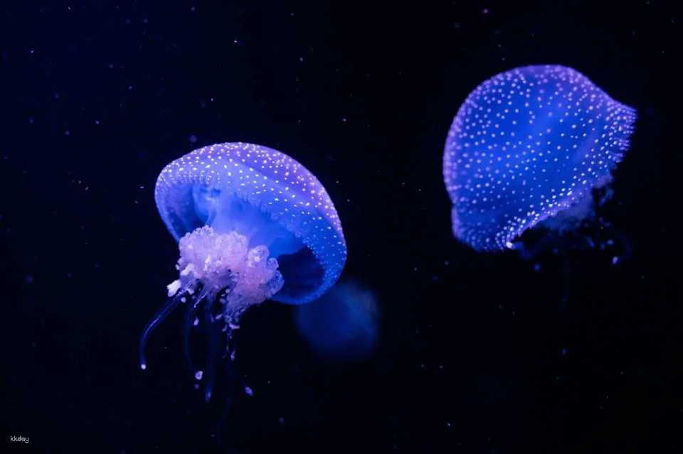 Oceanário de Lisboa Ticket