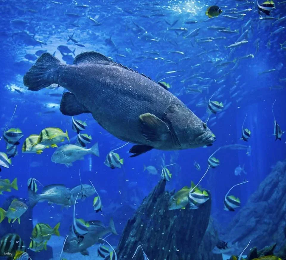 Oceanário de Lisboa Ticket