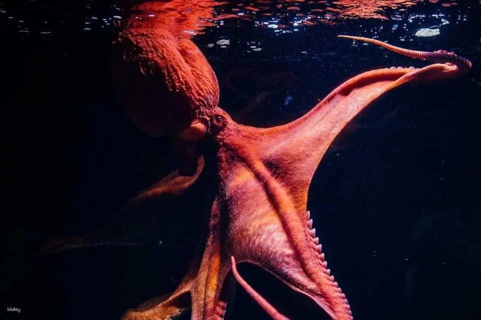 Oceanário de Lisboa Ticket