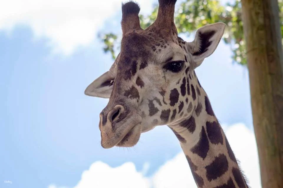 Central Florida Zoo & Botanical Gardens Ticket