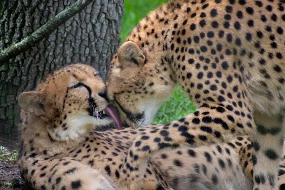 Central Florida Zoo & Botanical Gardens Ticket