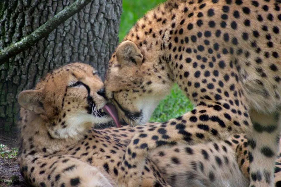 Central Florida Zoo & Botanical Gardens Ticket